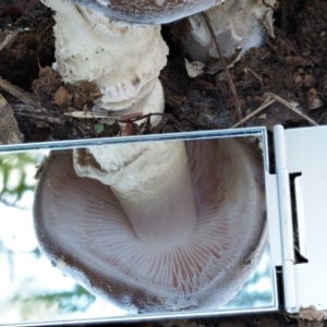 Amanita sp. at Cotter River, ACT - 20 Apr 2017 09:13 AM