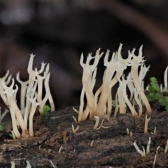 Artomyces sp. (A coral fungus) at Cotter River, ACT - 20 Apr 2017 by KenT