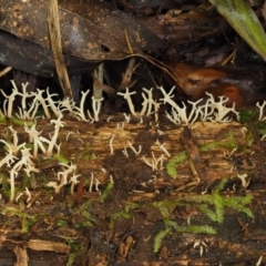 Artomyces sp. at Cotter River, ACT - 20 Apr 2017 12:56 PM