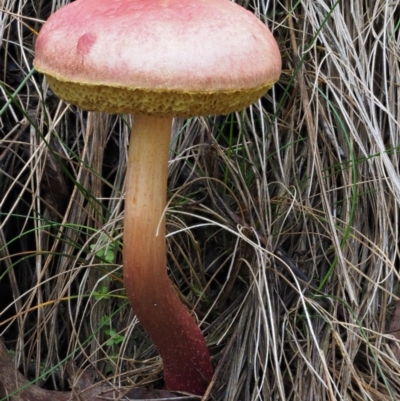 Boletellus obscurecoccineus (Rhubarb Bolete) at Namadgi National Park - 20 Apr 2017 by KenT