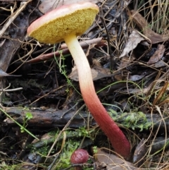 Boletellus obscurecoccineus at Cotter River, ACT - 20 Apr 2017