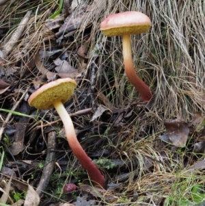 Boletellus obscurecoccineus at Cotter River, ACT - 20 Apr 2017