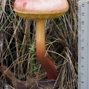 Boletellus obscurecoccineus at Cotter River, ACT - 20 Apr 2017 02:21 PM