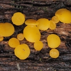 Bisporella citrina (Yellow Fairy Cups or Lemon Discos) at Cotter River, ACT - 20 Apr 2017 by KenT