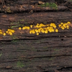 Bisporella citrina at Cotter River, ACT - 20 Apr 2017 12:37 PM