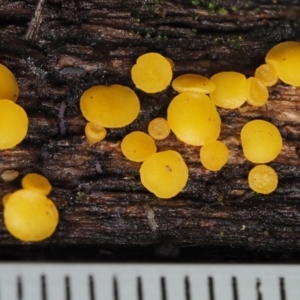 Bisporella citrina at Cotter River, ACT - 20 Apr 2017 12:37 PM