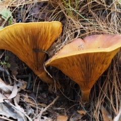 Austropaxillus infundibuliformis group at Namadgi National Park - 20 Apr 2017 by KenT