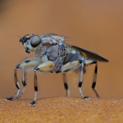 Tapeigaster annulipes (heteromyzid fly) at Namadgi National Park - 20 Apr 2017 by KenT