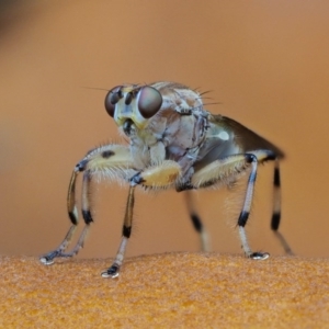 Tapeigaster annulipes at Cotter River, ACT - 20 Apr 2017