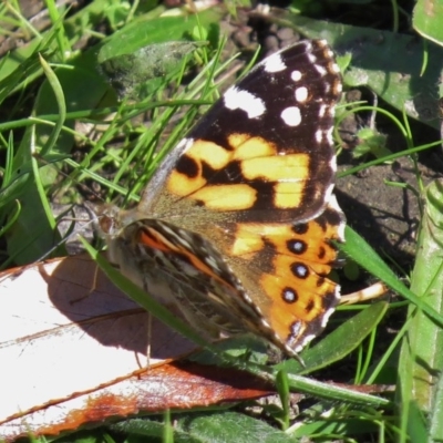 Vanessa kershawi (Australian Painted Lady) at Jerrabomberra Wetlands - 4 May 2017 by JohnBundock