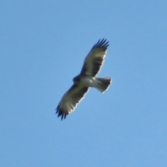 Hieraaetus morphnoides (Little Eagle) at Jerrabomberra Wetlands - 4 May 2017 by JohnBundock