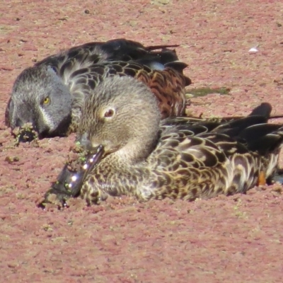 Spatula rhynchotis (Australasian Shoveler) at Jerrabomberra Wetlands - 4 May 2017 by JohnBundock