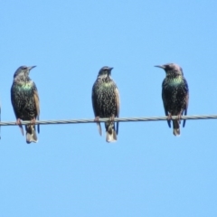 Sturnus vulgaris (Common Starling) at Fyshwick, ACT - 4 May 2017 by JohnBundock