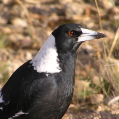 Gymnorhina tibicen (Australian Magpie) at Kambah, ACT - 3 May 2017 by MatthewFrawley