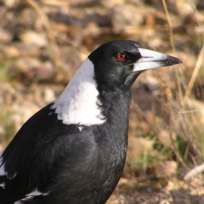 Gymnorhina tibicen (Australian Magpie) at Kambah, ACT - 3 May 2017 by MatthewFrawley