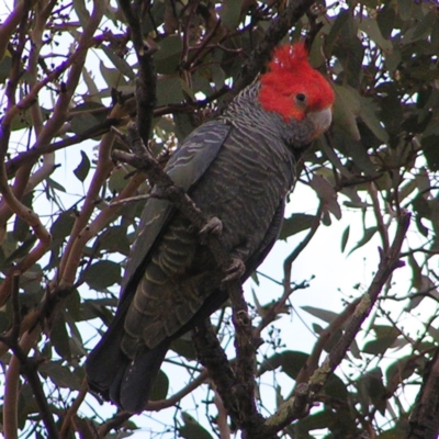 Callocephalon fimbriatum (Gang-gang Cockatoo) at Mount Taylor - 3 May 2017 by MatthewFrawley