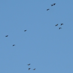 Zanda funerea (Yellow-tailed Black-Cockatoo) at Gigerline Nature Reserve - 1 Apr 2017 by michaelb