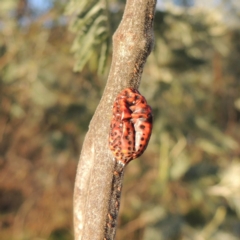 Icerya acaciae (Acacia mealy bug) at Gigerline Nature Reserve - 1 Apr 2017 by michaelb