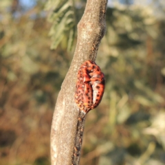 Icerya acaciae (Acacia mealy bug) at Tennent, ACT - 1 Apr 2017 by michaelb