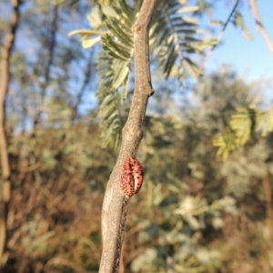 Icerya acaciae at Tennent, ACT - 1 Apr 2017