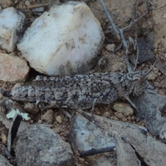 Peakesia hospita (Common Peakesia Grasshopper) at Tennent, ACT - 1 Apr 2017 by michaelb