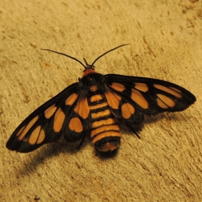 Amata (genus) (Handmaiden Moth) at Bonython, ACT - 22 Mar 2017 by MichaelBedingfield