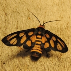 Amata (genus) at Bonython, ACT - 22 Mar 2017 09:24 PM