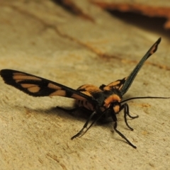 Amata (genus) at Bonython, ACT - 22 Mar 2017