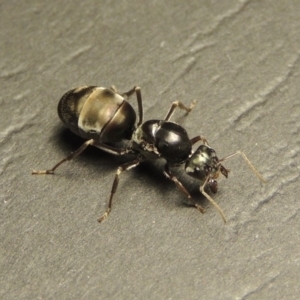 Iridomyrmex purpureus at Tharwa, ACT - 23 Mar 2017 09:16 PM