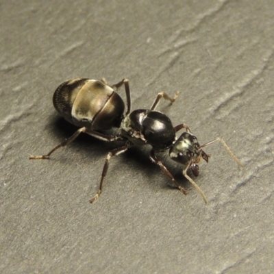 Camponotus sp. (genus) (A sugar ant) at Tharwa, ACT - 23 Mar 2017 by MichaelBedingfield