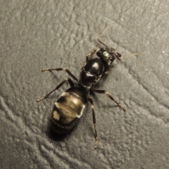 Camponotus sp. (genus) at Tharwa, ACT - 23 Mar 2017