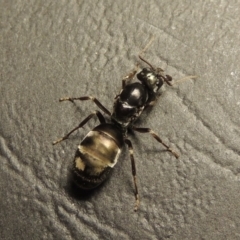 Iridomyrmex purpureus at Tharwa, ACT - 23 Mar 2017 09:16 PM