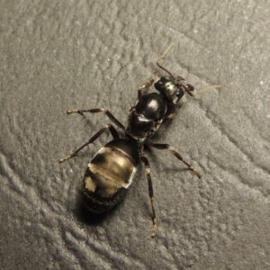 Iridomyrmex purpureus at Tharwa, ACT - 23 Mar 2017 09:16 PM