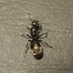 Iridomyrmex purpureus at Tharwa, ACT - 23 Mar 2017 09:16 PM