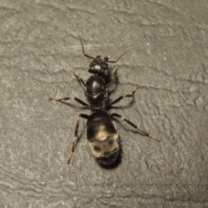 Iridomyrmex purpureus at Tharwa, ACT - 23 Mar 2017 09:16 PM