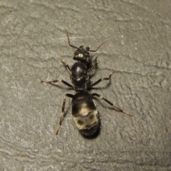 Camponotus sp. (genus) at Tharwa, ACT - 23 Mar 2017