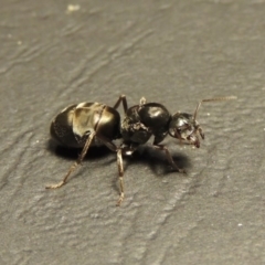 Iridomyrmex purpureus at Tharwa, ACT - 23 Mar 2017 09:16 PM