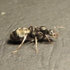 Iridomyrmex purpureus at Tharwa, ACT - 23 Mar 2017 09:16 PM