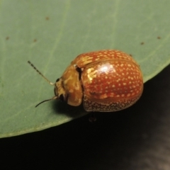 Paropsisterna cloelia (Eucalyptus variegated beetle) at Paddys River, ACT - 23 Mar 2017 by michaelb