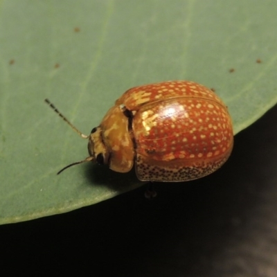 Paropsisterna cloelia (Eucalyptus variegated beetle) at Point Hut to Tharwa - 23 Mar 2017 by michaelb