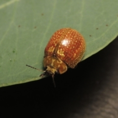 Paropsisterna cloelia at Paddys River, ACT - 23 Mar 2017