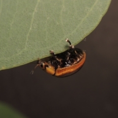 Paropsisterna cloelia at Paddys River, ACT - 23 Mar 2017