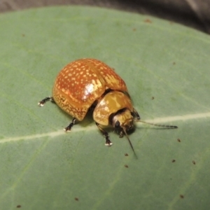 Paropsisterna cloelia at Paddys River, ACT - 23 Mar 2017