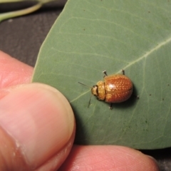 Paropsisterna cloelia at Paddys River, ACT - 23 Mar 2017