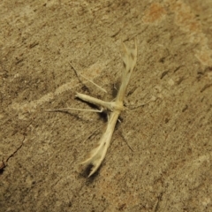 Wheeleria spilodactylus (Horehound plume moth) at Paddys River, ACT - 27 Mar 2017 by michaelb