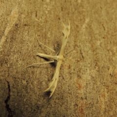 Wheeleria spilodactylus at Paddys River, ACT - 27 Mar 2017