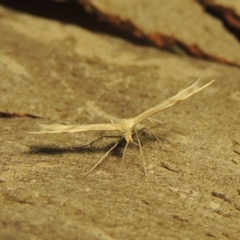 Wheeleria spilodactylus at Paddys River, ACT - 27 Mar 2017 09:57 PM