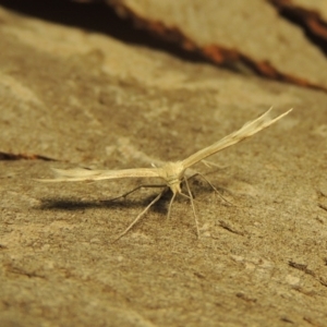 Wheeleria spilodactylus at Paddys River, ACT - 27 Mar 2017 09:57 PM