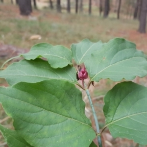 Leycesteria formosa at Isaacs, ACT - 5 May 2017