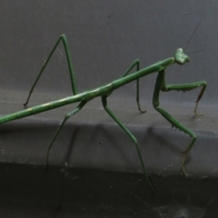 Mantodea (order) (Unidentified praying mantis) at Wanniassa, ACT - 5 May 2017 by JohnBundock